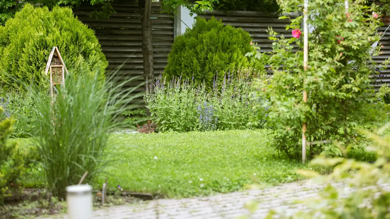 Achtertuin met gazon, borders met lavendel en salie, een insectenhotel en een houten schutting onder een boom